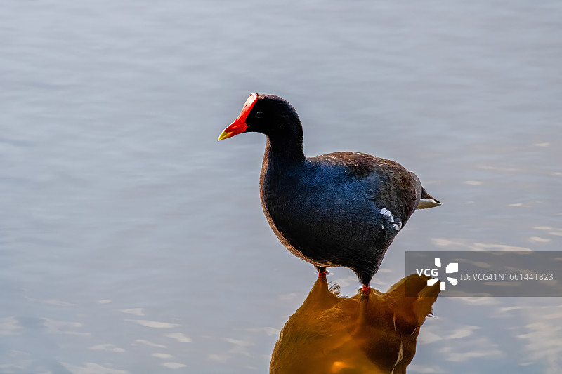 普通 gallinule图片素材