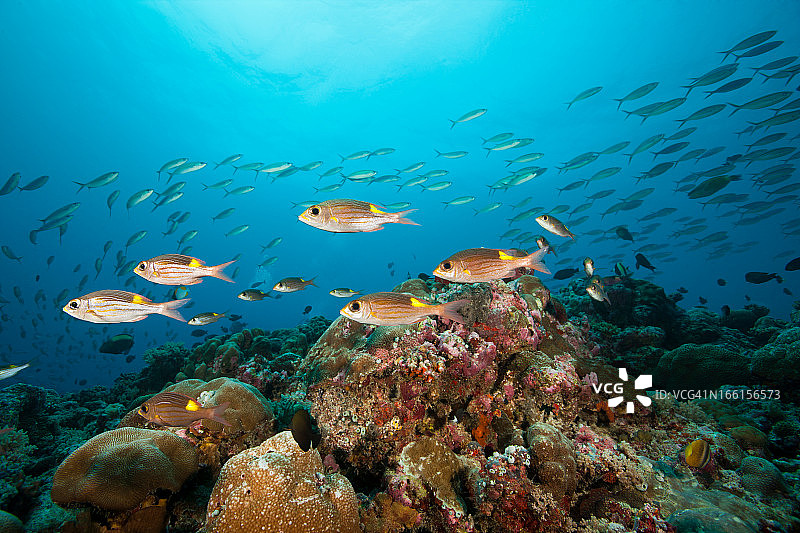 条纹大眼鲷图片素材