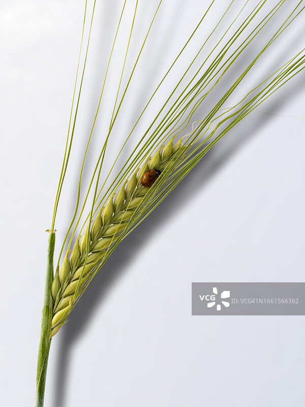 白色背景下带有阴影的春季麦穗特写图片素材