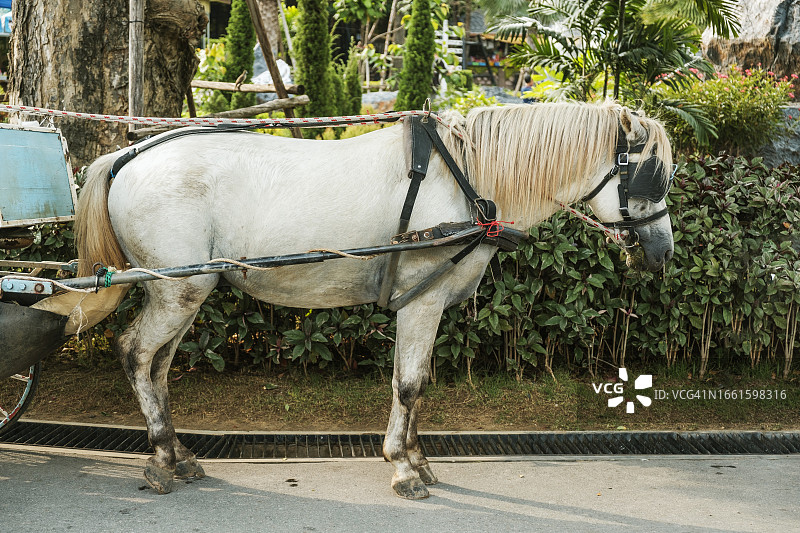 马车特写图片素材