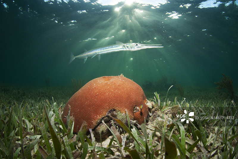 海草中的针鱼和星珊瑚图片素材