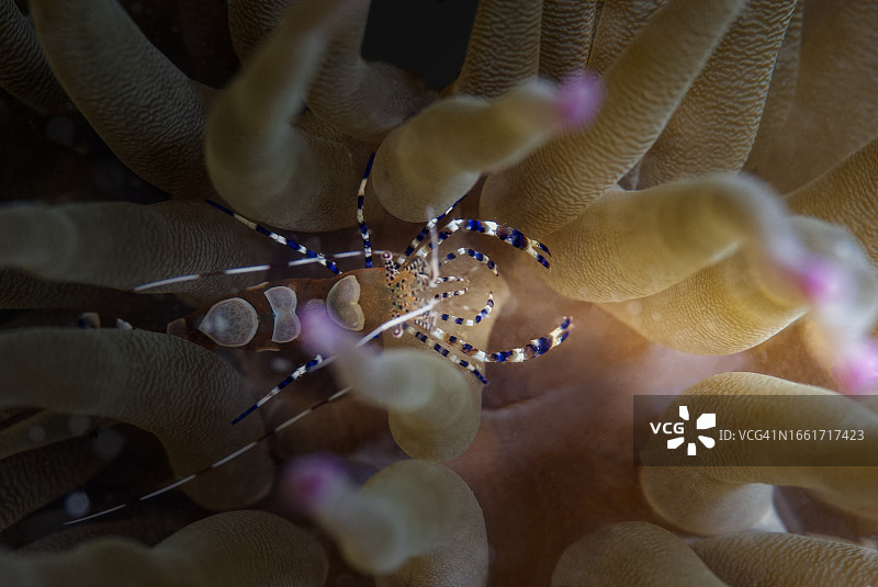 海葵中的斑点清洁虾图片素材