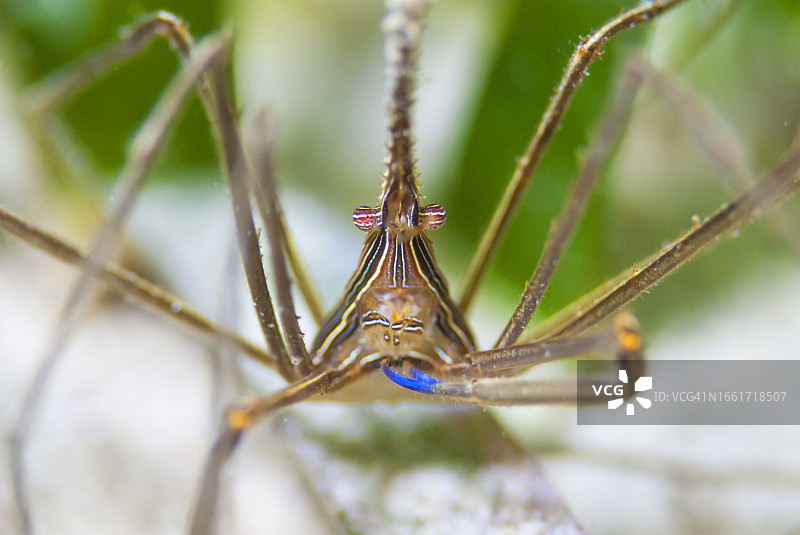 黄线箭蟹图片素材