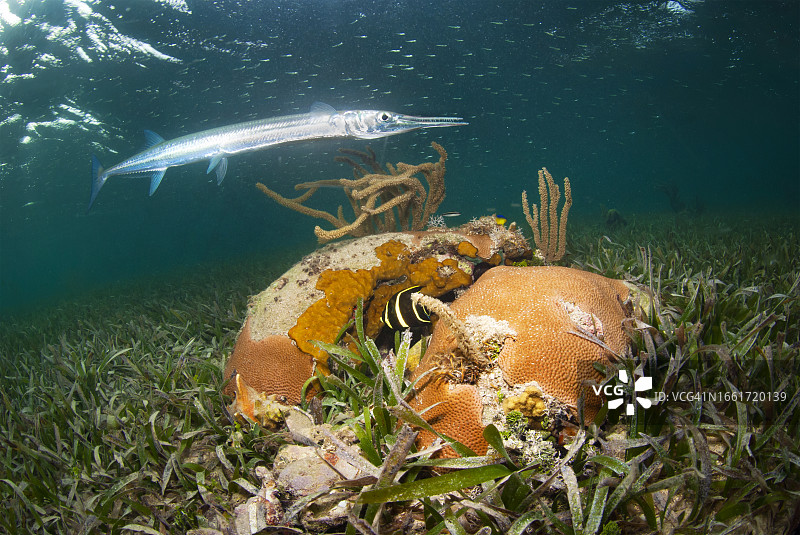 针鱼在海草中星状珊瑚上游动图片素材