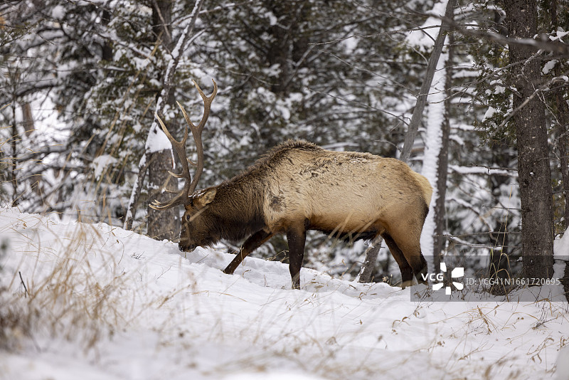 冬季寻找食物的麋鹿图片素材