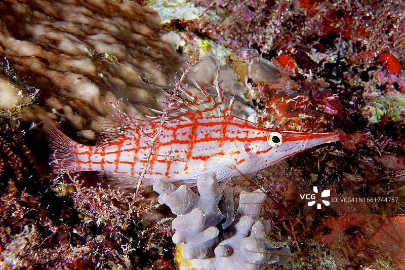 长吻格仔鱼，杜恩瑞文号沉船潜水点，西奈半岛，红海，埃及图片素材
