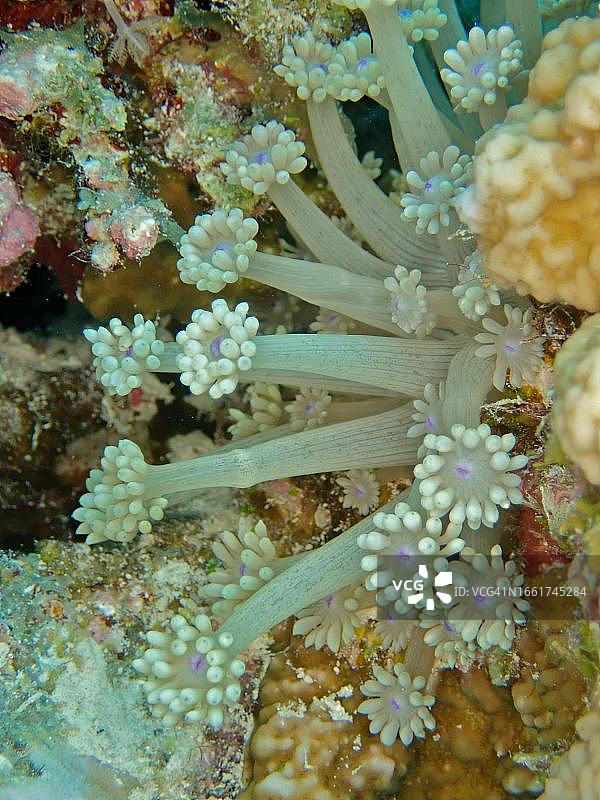 皮氏球星珊瑚，小吉夫顿礁潜水点，红海，埃及洪加达图片素材