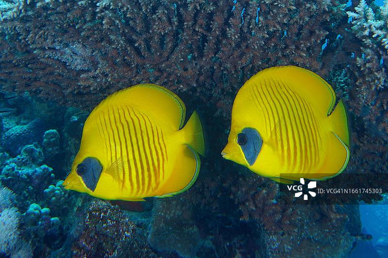 一对蓝颊蝴蝶鱼(半勒氏蝴蝶鱼),位于埃及红海赫尔格达Small Gifton Reef潜水点图片素材