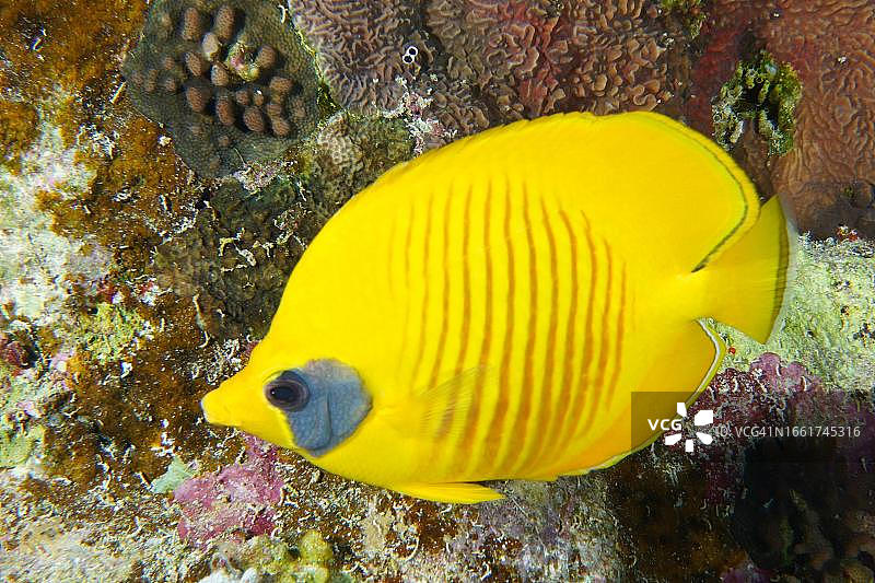 红海兄弟岛半月蝶鱼图片素材