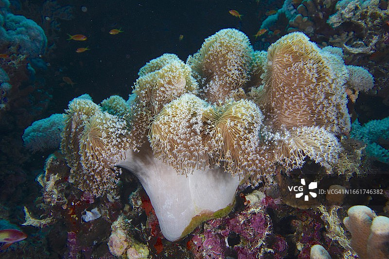 红海埃及兄弟岛小兄弟潜水点的粗糙皮革珊瑚图片素材