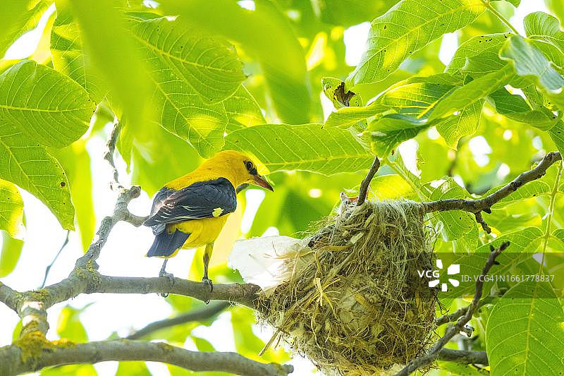 雄性欧亚金莺（Oriolus oriolus），匈牙利图片素材
