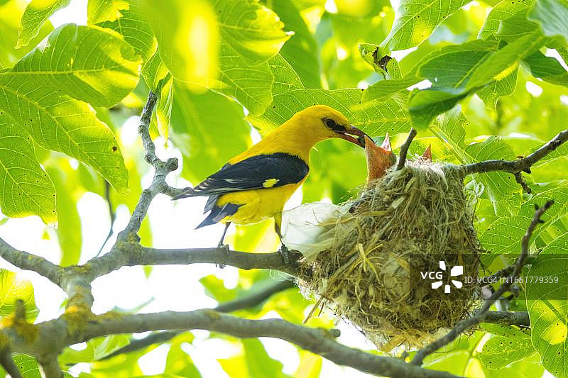 雄性欧亚金莺（Oriolus oriolus），匈牙利图片素材