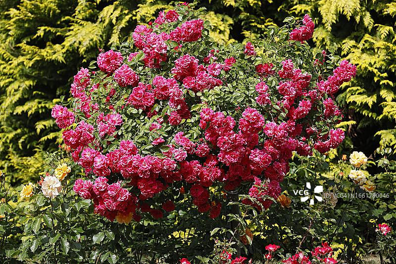 德国盛开的红色玫瑰图片素材