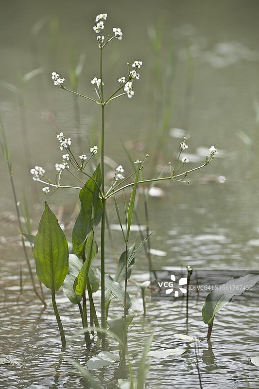 泽泻，德国图片素材