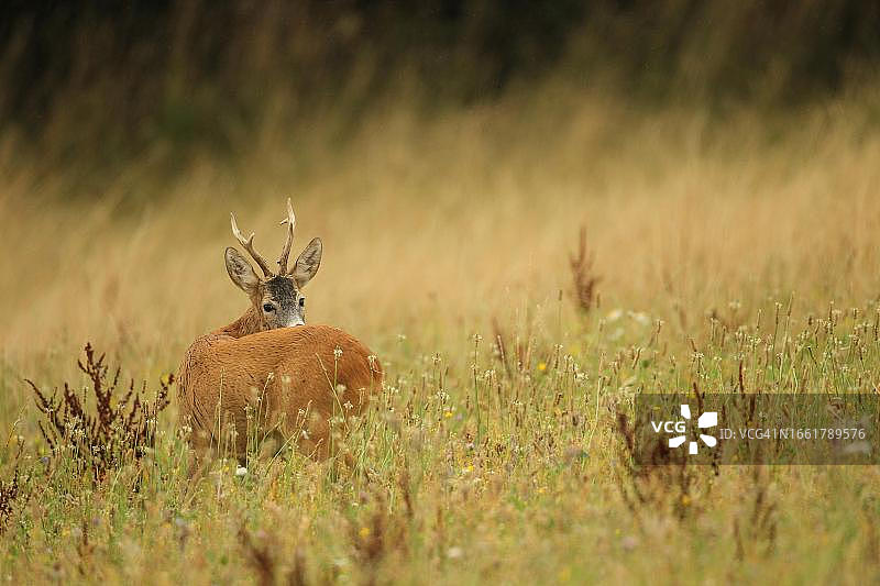 奥地利下奥地利，野外饲养的欧洲狍(Capreolus Capreolus)红鹿图片素材