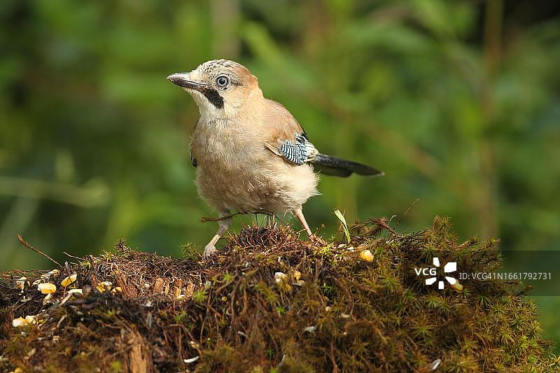 森林中觅食的欧亚鹮（德国巴伐利亚阿尔高）图片素材