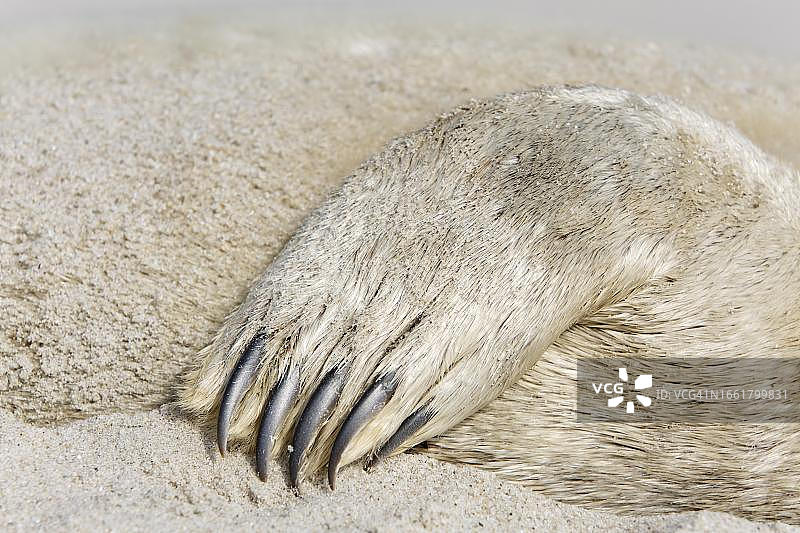 在海滩上发现的死亡海豹鳍细节，德国下萨克森瓦登海国家公园图片素材