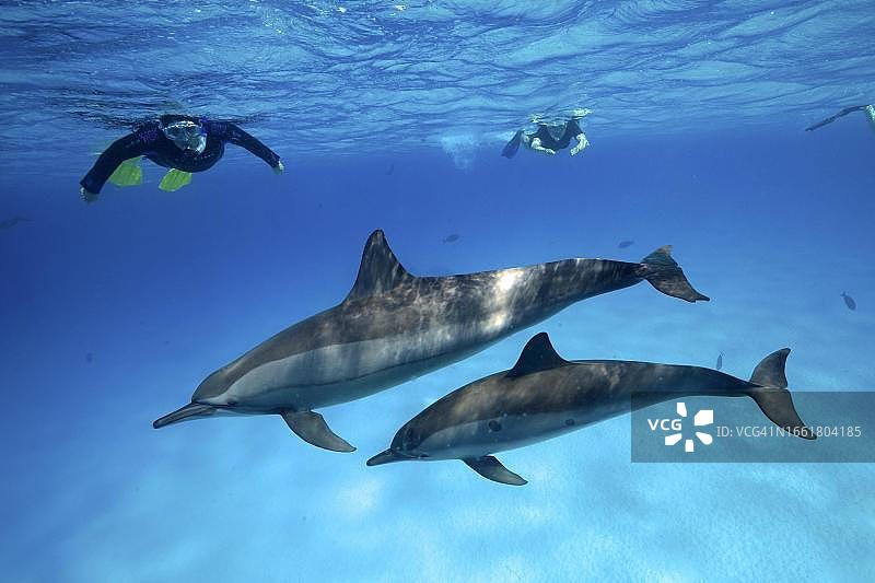 浮潜者观察长吻原海豚母子，背景为萨塔亚礁潜水点，红海，埃及图片素材