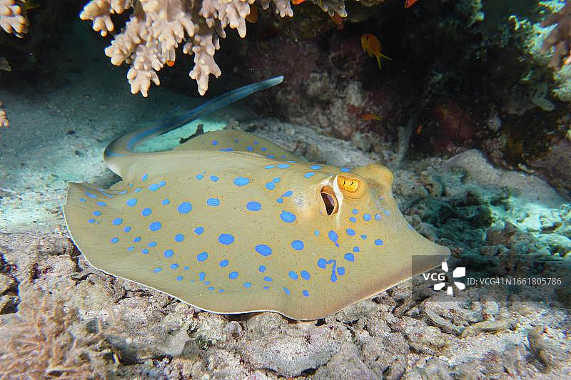 蓝点Ribbontail黄貂鱼，红海，埃及图片素材