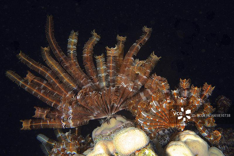 红海克劳迪亚礁夜间的两种克伦辛格发星图片素材