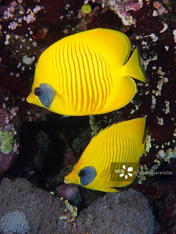 半月蝶鱼，埃及红海圣约翰礁潜水点图片素材