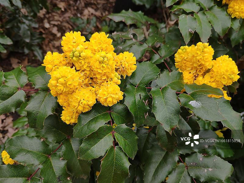 开花的俄勒冈葡萄（阔叶十大功劳），德国图片素材