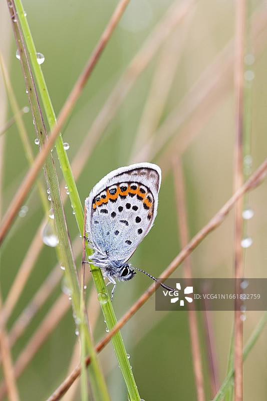 银星蓝灰蝶停留在德国下萨克森草叶上图片素材