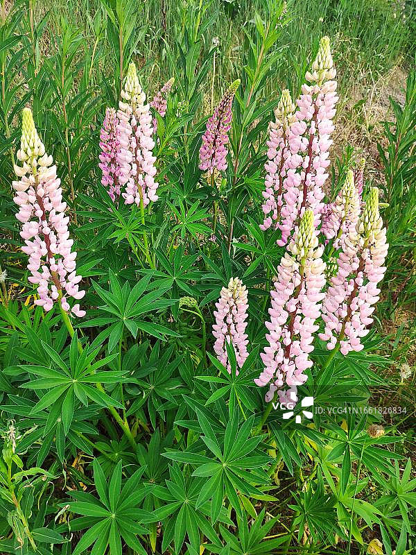 挪威粉色羽扇豆图片素材