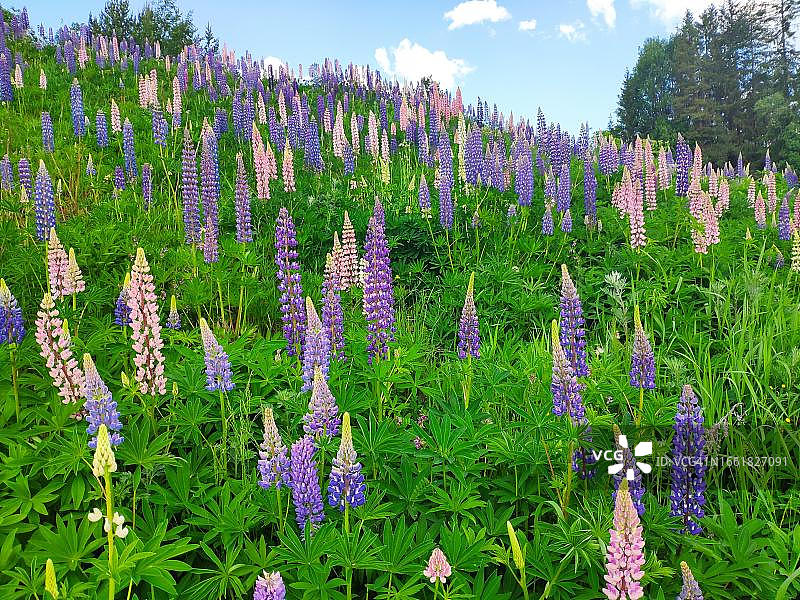 挪威盛开羽扇豆的斜坡图片素材