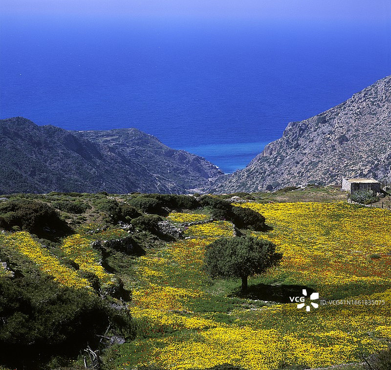 希腊卡尔帕索斯岛奥林波斯盛开的田野图片素材