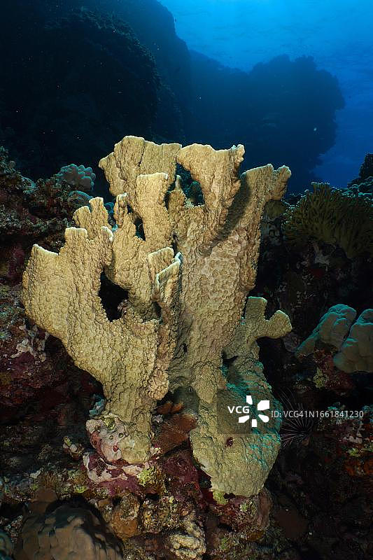 刀片火珊瑚，红海埃及沙布克劳迪亚礁潜水点图片素材