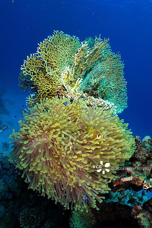 壮丽的海葵与珊瑚礁图片素材