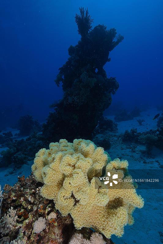 粗糙的皮革珊瑚（Sarcophyton glaucum），带有开放的珊瑚虫，潜水点在埃及红海图片素材