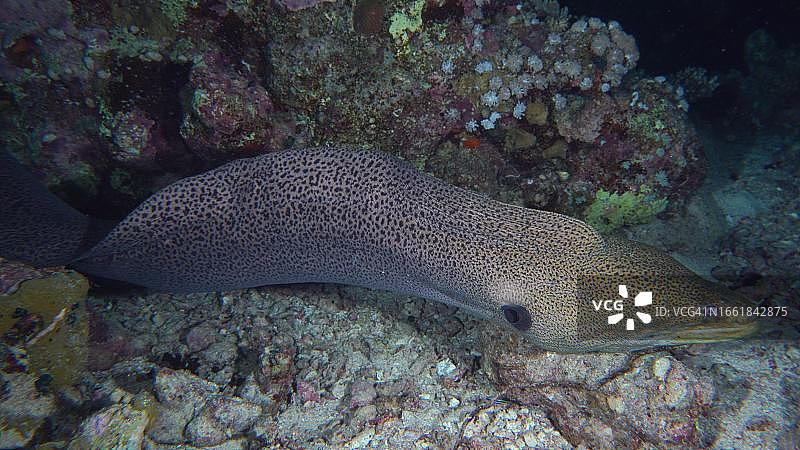 夜间捕食的巨型海鳝图片素材