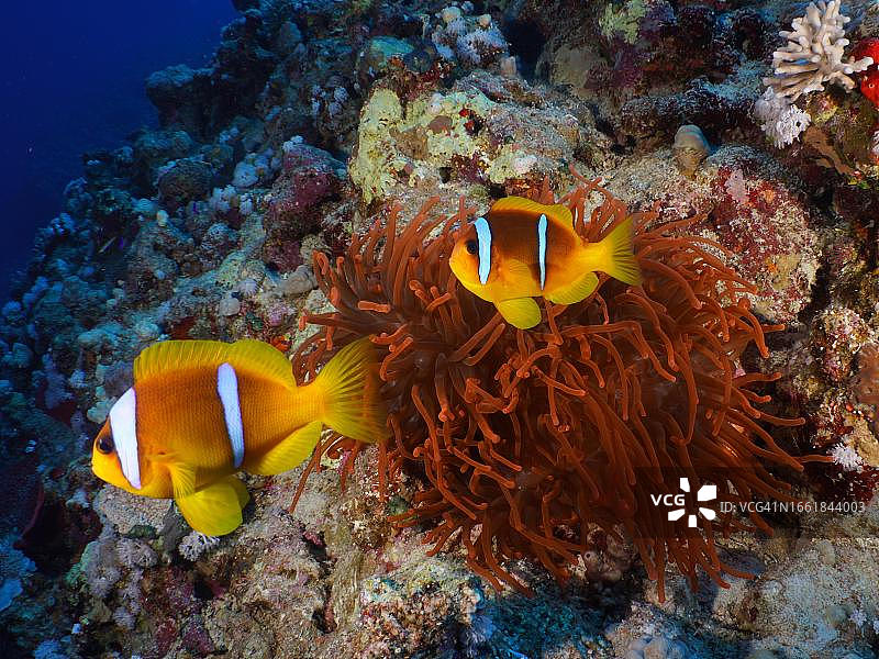 红海一对双带小丑鱼和荧光海葵，位于埃及红海El Quesir的House Reef潜水点图片素材