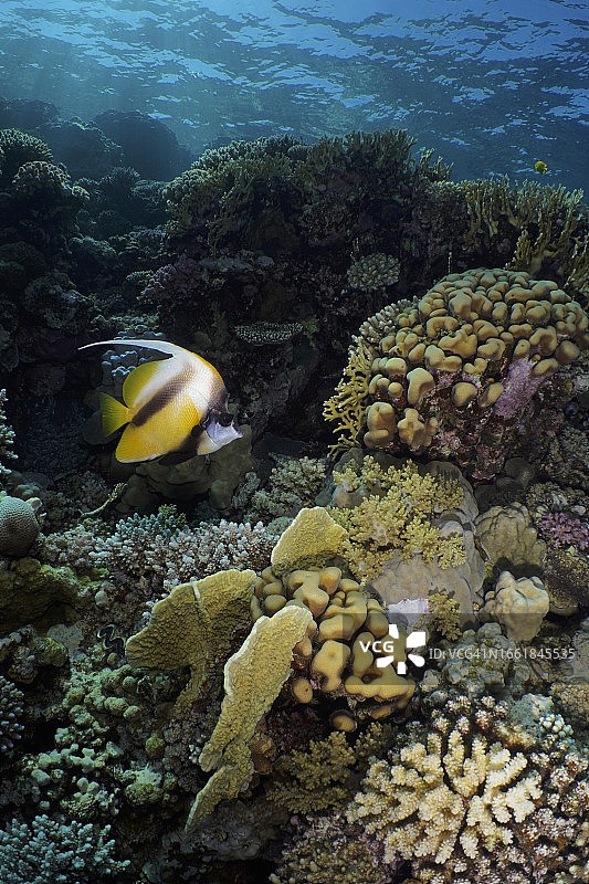 红海旗鱼图片素材