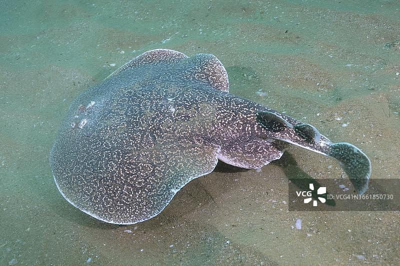 波斯湾电鳐，南非夸祖鲁-纳塔尔省图片素材