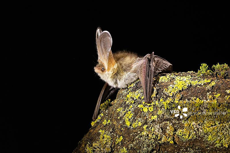 棕色长耳蝙蝠，德国图林根图片素材