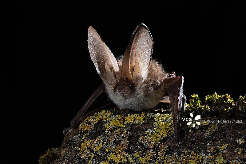 棕色长耳蝙蝠，德国图林根图片素材