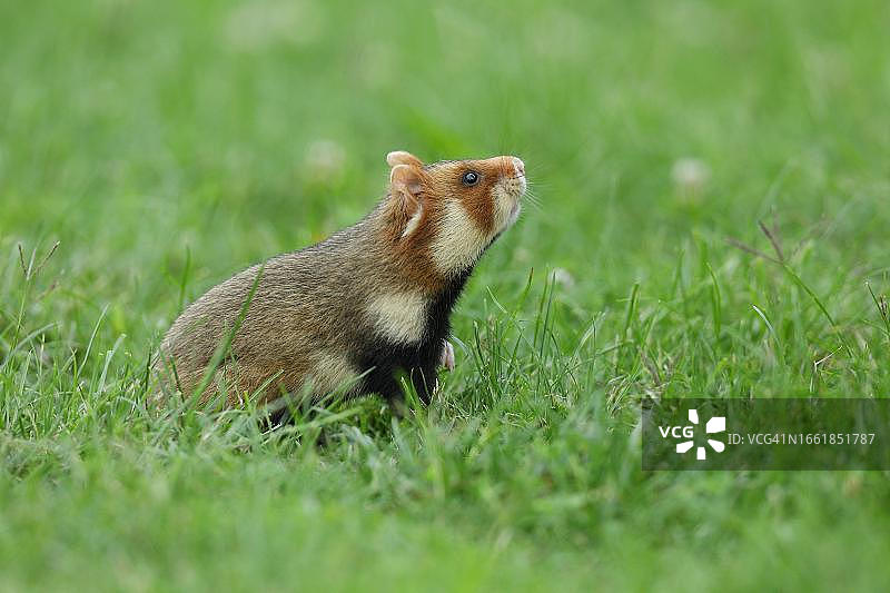 在草地上的欧洲仓鼠图片素材