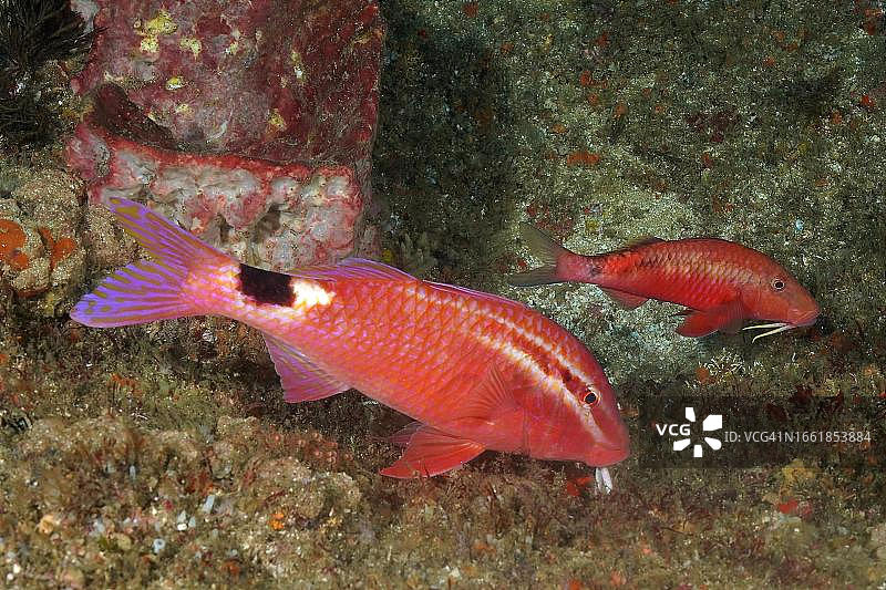 双斑海 goatfish，夸祖鲁-纳塔尔省，翁科马斯，阿里瓦尔沙洲潜水点，南非图片素材
