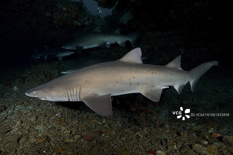 虎鲨(Carcharias taurus)洞穴,南非夸祖鲁-纳塔尔省马盖特普罗梯亚班克斯潜水点图片素材