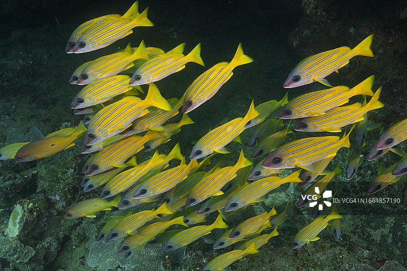 蓝线笛鲷鱼群在南非索德瓦纳湾图片素材