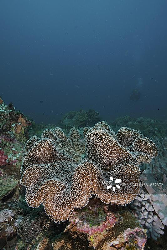 皮革珊瑚，位于南非夸祖鲁-纳塔尔省马普托兰海洋保护区索多瓦纳湾国家公园潜水点图片素材