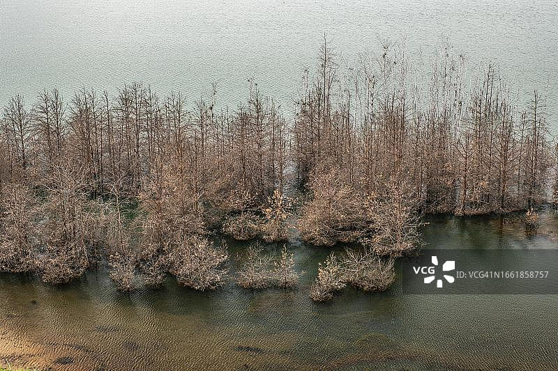 德国勃兰登堡上施普雷瓦尔德-劳西茨地区森夫滕贝格，赛德利茨湖的树木图片素材