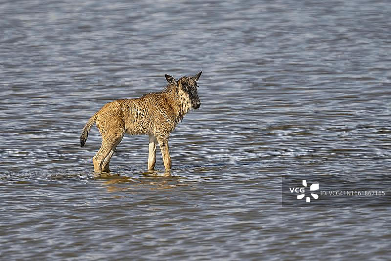 角马，孤独的动物，新生儿，幼小动物，幼年动物，小牛，坦桑尼亚恩杜图保护区图片素材