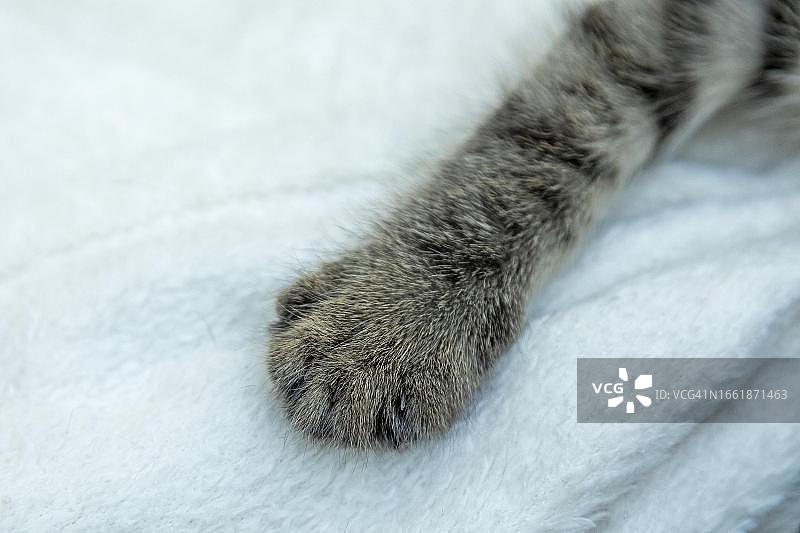 德国九周大虎斑猫爪子细节图片素材