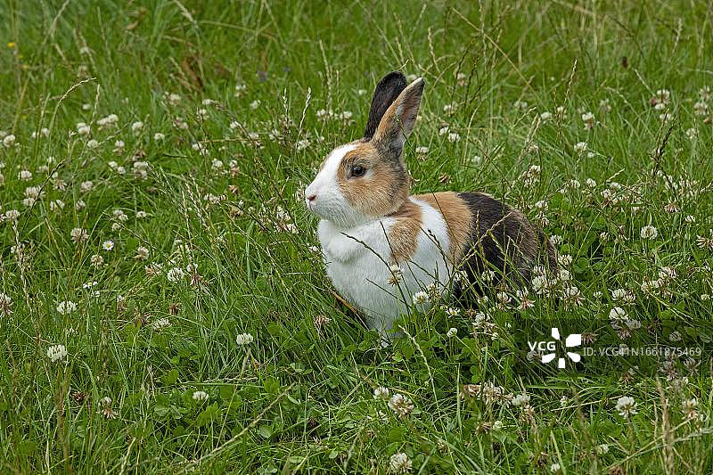 坐在德国草地上的荷兰兔图片素材