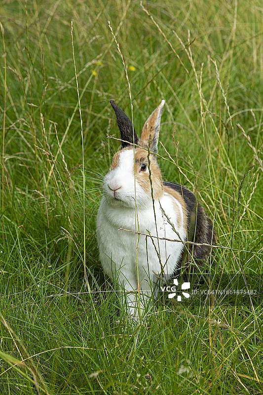 坐在德国草地上的荷兰兔图片素材