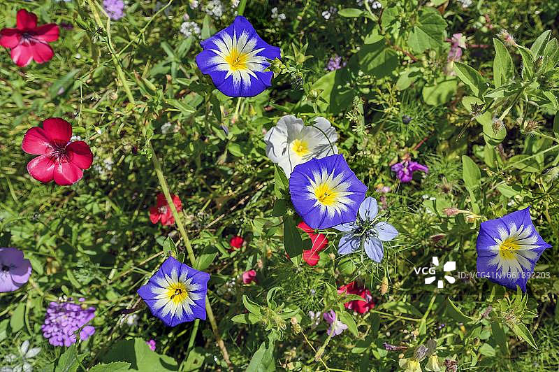 夏季草甸：喇叭花和红色亚麻，德国巴伐利亚阿尔高地区图片素材